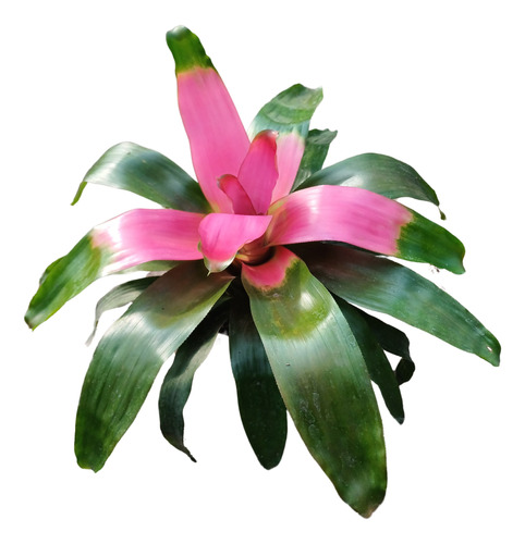 Bromelia Nidulario / Neoregelia. Hermosos Colores!!!