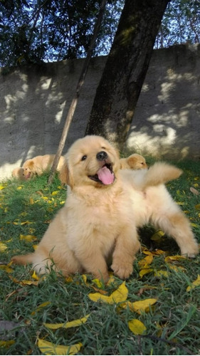 Filhote Golden Retriever