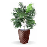 Planta Artificial Palmeira Imperial Com Vaso Bege