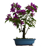 Bonsai Primavera C/14 Anos Lindíssima Luxo Cultivo Presente 