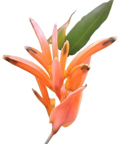 Planta Falsa Ave Del Paraíso Heliconia Psittacorum 