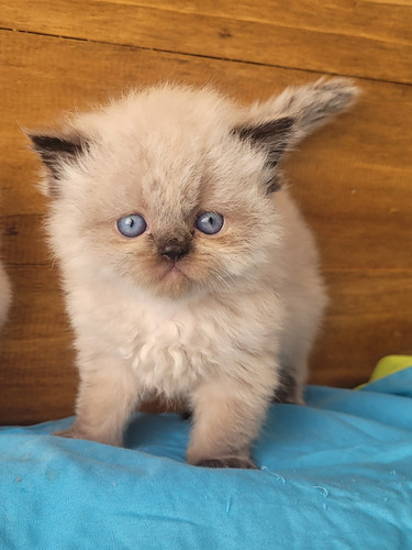 Gatito Persa Himalayo 