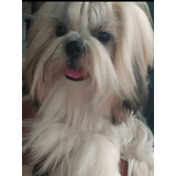 Shitzu  (shih Tzu)  Filhotes F/m