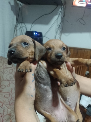 Cachorros Salchichas 