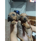 Cachorros Salchichas 