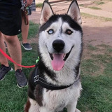 Lindos Husky Siberiano