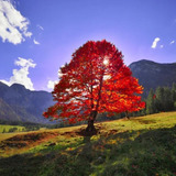 Sementes Acer Rubrum Maple Bordo Vermelho P/ Árvore E Bonsai