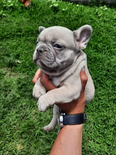 Cachorros Bulldog Francés Exotic Perros Exóticos Disponible 