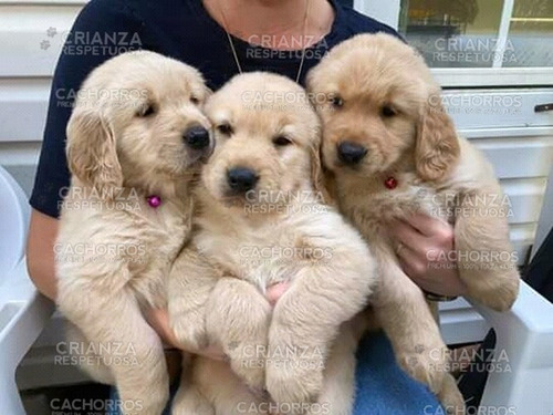 Cachorras Golden Hembritas Crianza Respetuosa Cachorros.