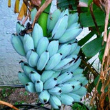 2 Muda Banana Azul Blue Java Importada Com Frete Grátis
