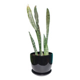 Sansevieria Grandes Hermosas 