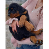 Rottweiler Cachorros De Casi 3 Meses Hermosos 