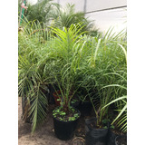 Palmera Phoenix Para Exteriores, En Envases 10 Litros.