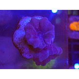 Coral Trumpet Rosa/roxa 2 Bocas - Lps - Marinho 