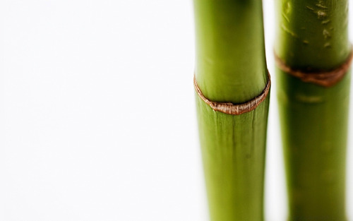 Caña Bambu De 2 Metros De Largo (3, 4 Hasta -5 Cms Diametro)