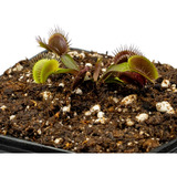 Dionaea 'royal Red' Venus Atrapamoscas Roja Planta Carnivora