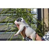 Criadero Rojas Bull Terrier