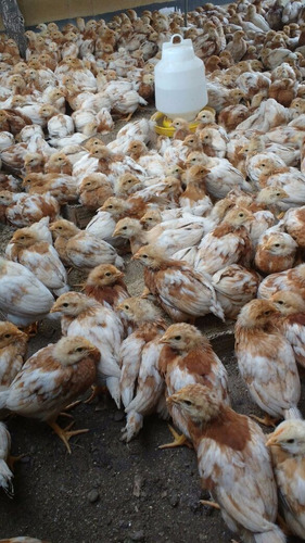 Gallinas Ponedoras Coloradas De 5 Semanas