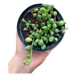 Suculenta Colar De Melancia Pote 11 Senecio Planta Claridade