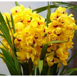 300 Semillas De Orquidea Cymbidium Amarilla+ Instructivo 