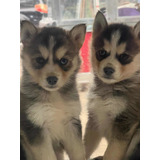 Husky Siberianos Lindos Promoção