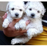 French Poodle Mini Lindos 