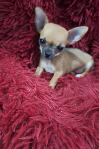 Cachorrita Chihuahua Mini De 3 Meses