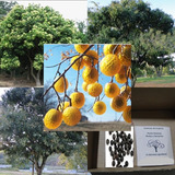30 Sementes Árvore De Sabão De Sol Saboneteira (sapindus)
