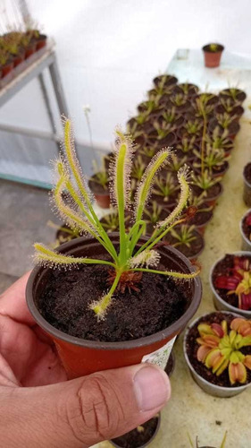 Capensis Alba Más Nutrientes