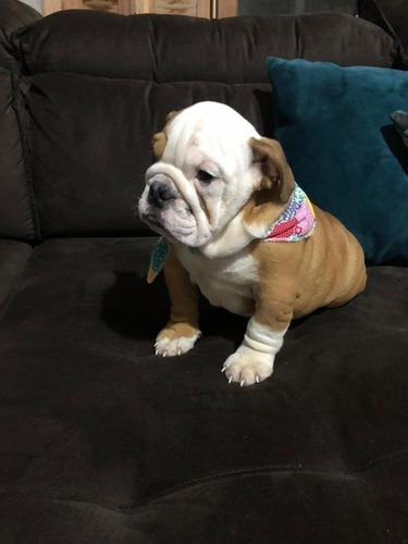 Cachorros Bulldog Ingles Perros En Venta Yopal