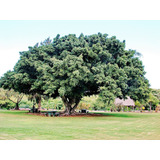 25 Semillas De Ficus Microcarpa - Laurel De Las Indias