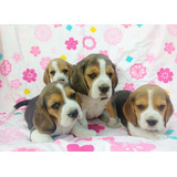 Unicos Cachorros Beagle Tricolor 