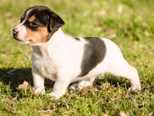 Cachorros Jack Russel F.c.a.  Excelentes!!!