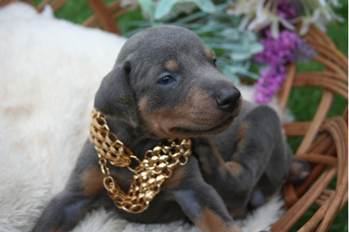 Filhotes Dobermann Blue (cinza) Puro C/ Pedigree 