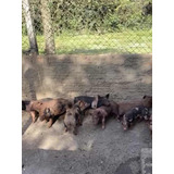 Porcos - Leitões  / Cosmópolis-sp