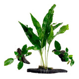 Planta Aquática 1 Microsorum 2 Anubia Nana Tronco De Aroeira