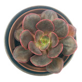 Muda Suculenta Echeveria Paintent Frills