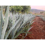 Paquete De 1000 Plantas De Maguey Espadín