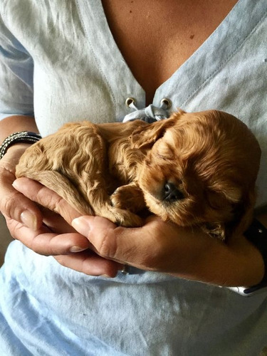 Cocker Lindos Cachorros