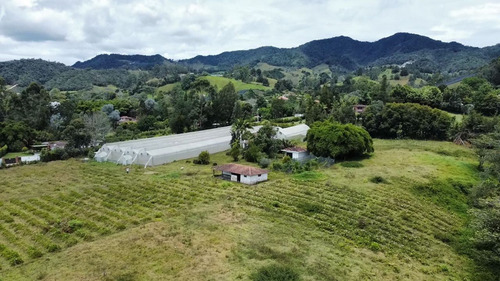 Lote Comercial 20.230m2 En La Ceja - Antioquia - Invernaderos Cultivos - Imagen 4