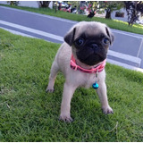 Cachorros Pug Carlino Macho Disponible Envíos Nacionales