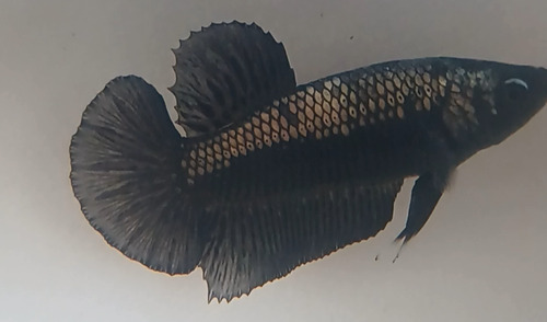 Peixe Betta De Linhagem Black Samurai Pk Jr 