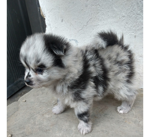 Cachorro Pomerania