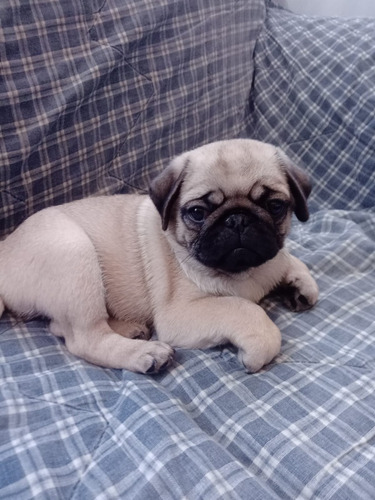 Vendo Perrita Pug Doguillo Color Beige Tiene 2 Meses