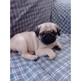 Vendo Perrita Pug Doguillo Color Beige Tiene 2 Meses