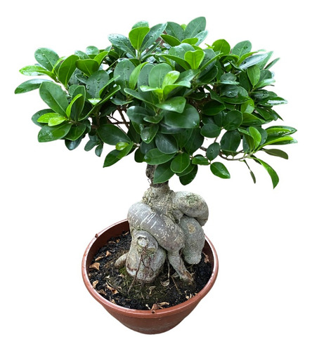 Linda Planta Ficus Microcarpa Ginseng Bonsai Fácil Cuidado