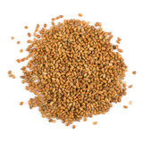 Alfalfa Cuf 101, 1 Kg (p/germinados, Siembra).