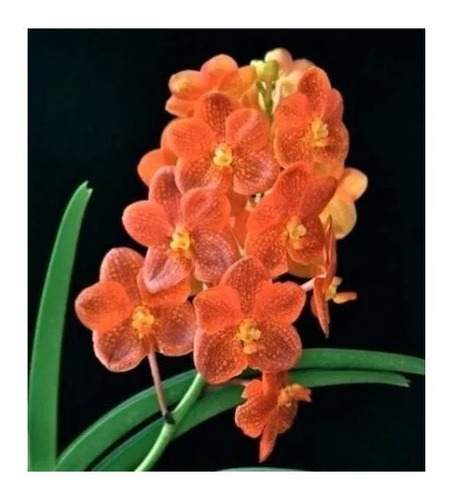 Orquídea Vanda Laranja Saudável + Brinde 