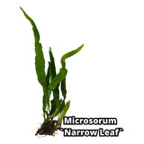 Microsorum Narrow Planta Aquario Lowtech Tronco Ou Pedras