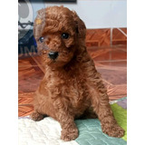 Poodle Toy Hembras Rojas 